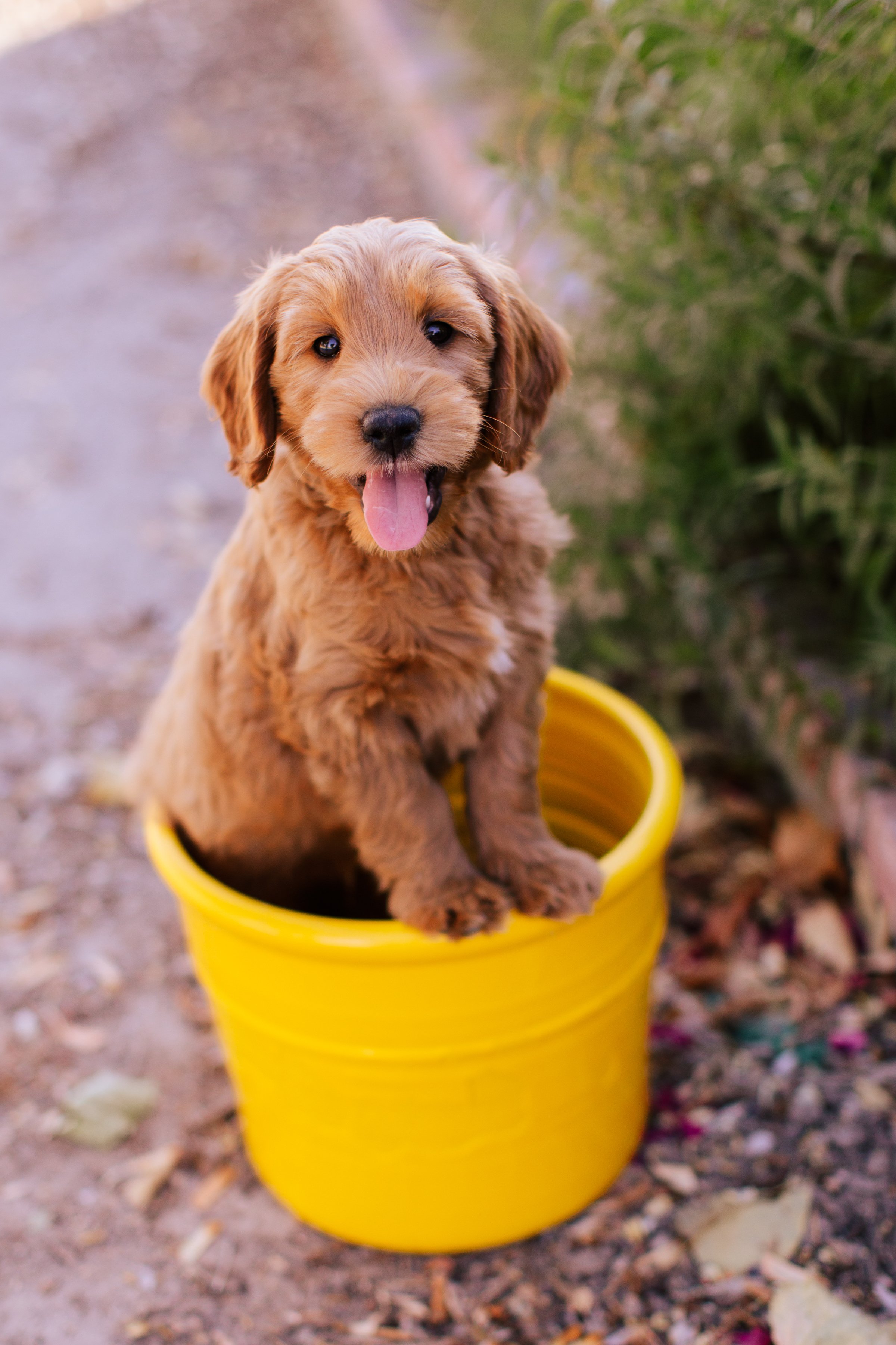 Puppy Portraits — Gail's Doodles